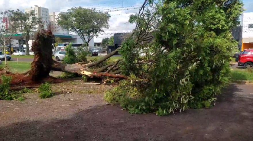 Corte de árvores na região da Rodoviária preocupa internautas