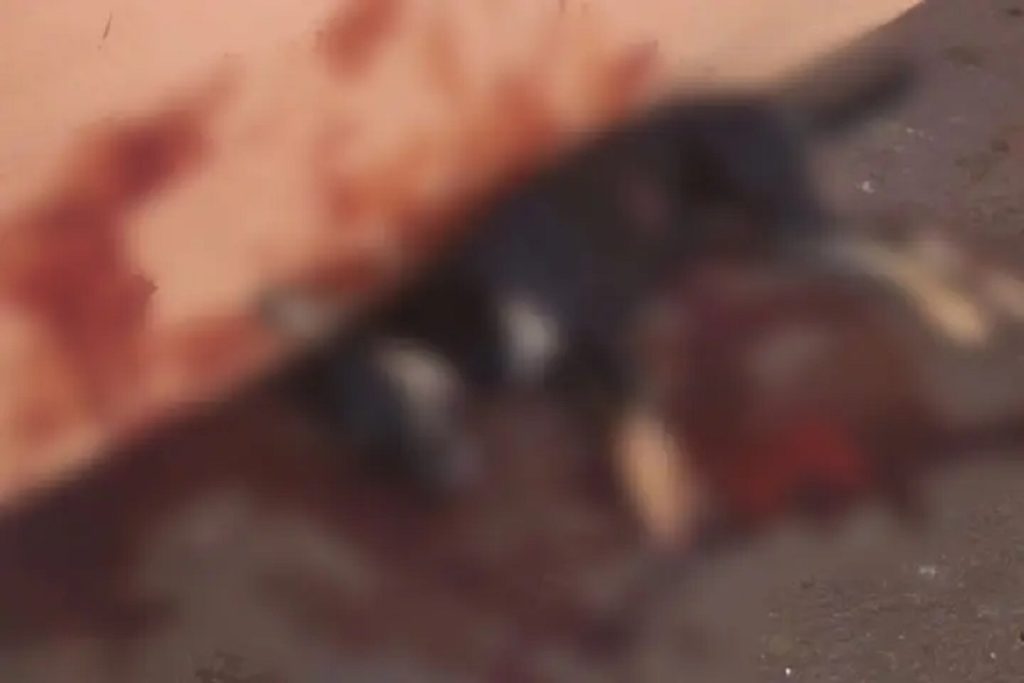 Cachorrinha é morta a facadas nas proximidades da rodoviária de Nova Olímpia