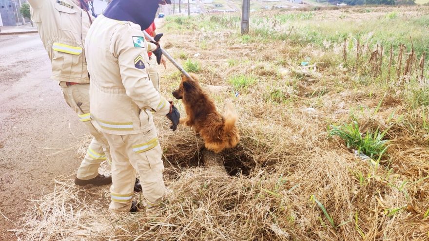 Chow-chow cai em bueiro sem tampa no Florais do Paraná e é socorrido pelo Corpo de Bombeiros