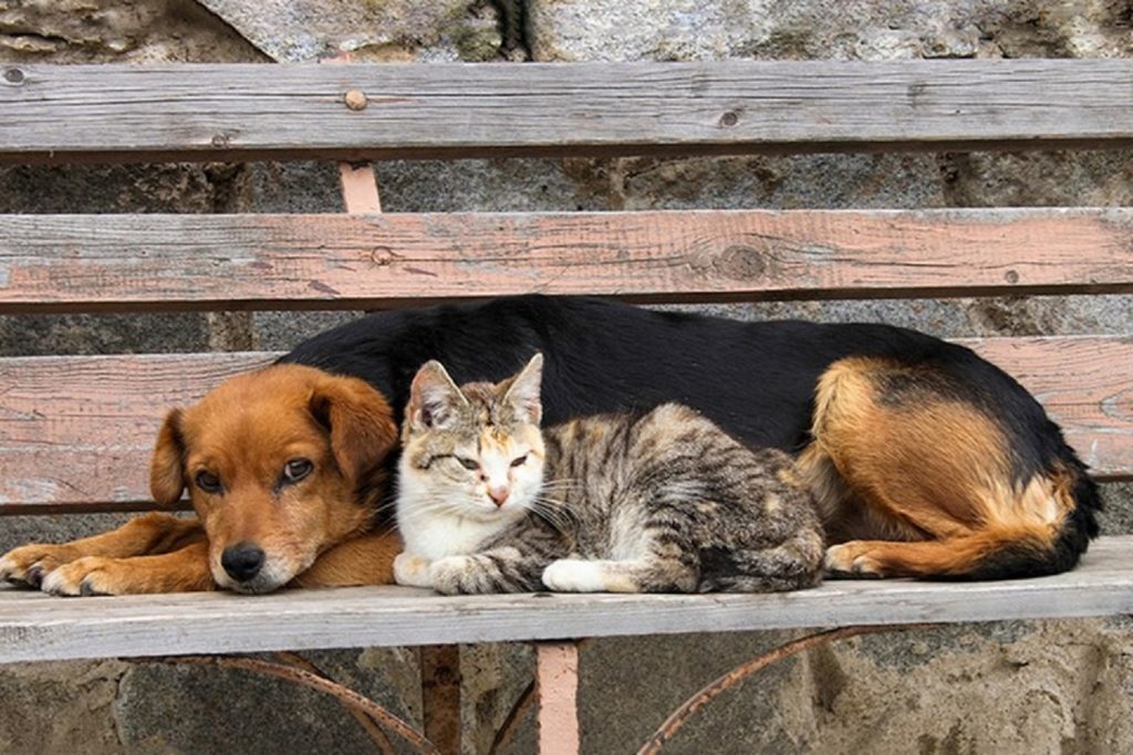 Nova fase do CastraPet vai atender mais de 30 mil cães e gatos em 165 cidades do Paraná