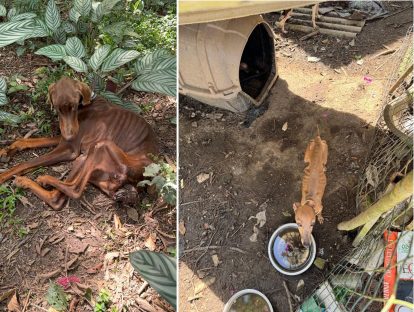 PCPR prende dono de petshop por maus-tratos a animais em Curitiba Imagem referente a PCPR prende dono de petshop por maus-tratos a animais em Curitiba