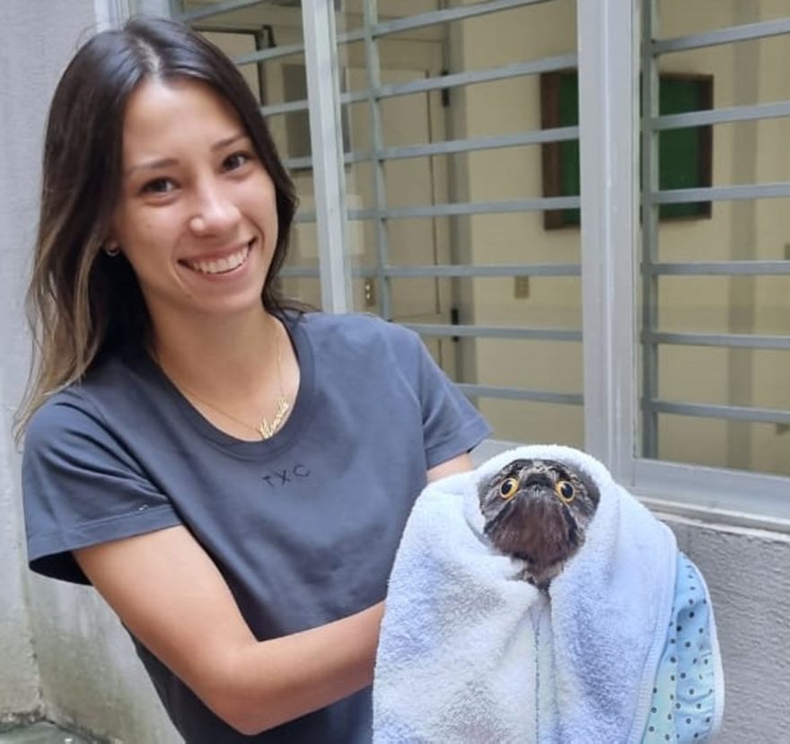 Urutau é resgatado por estudante de Veterinária no centro de Cascavel