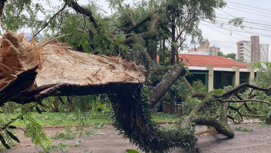 Grande árvore cai sobre residência e interdita rua Sete de Setembro