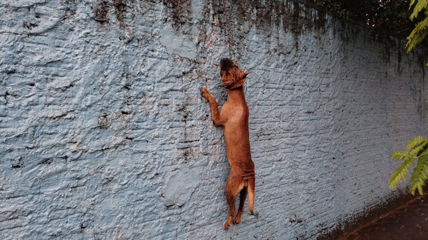 Cachorro morre enforcado ao pular muro de residência no Maria Luiza