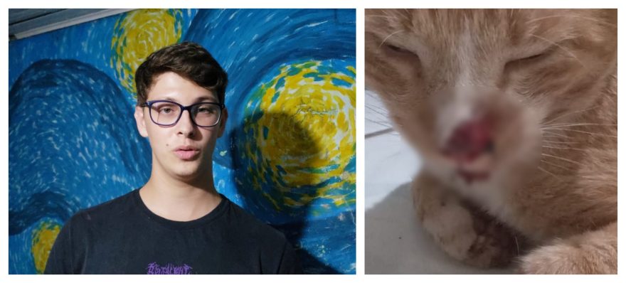Internauta pede ajuda para tratar gatinho Léo que foi agredido na rua