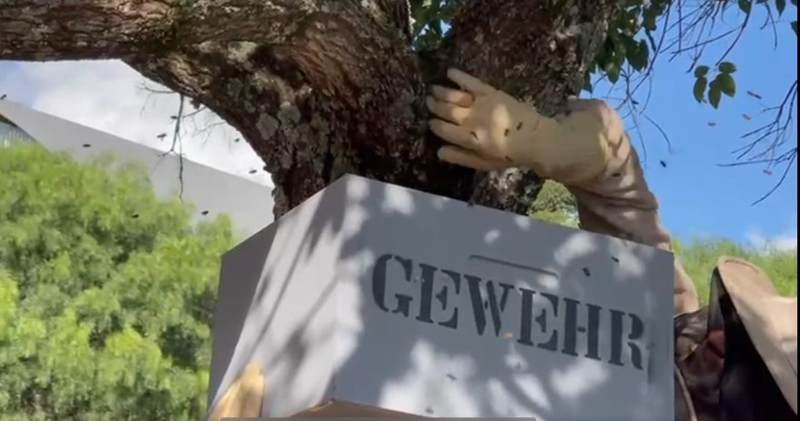 Defesa Civil remove enxame de abelhas de árvore em colégio no Santos Dumont
