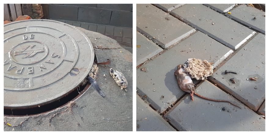 “Tem rato, tem barata, tem cocô”, diz moradora sobre esgoto que invade residência no Melissa