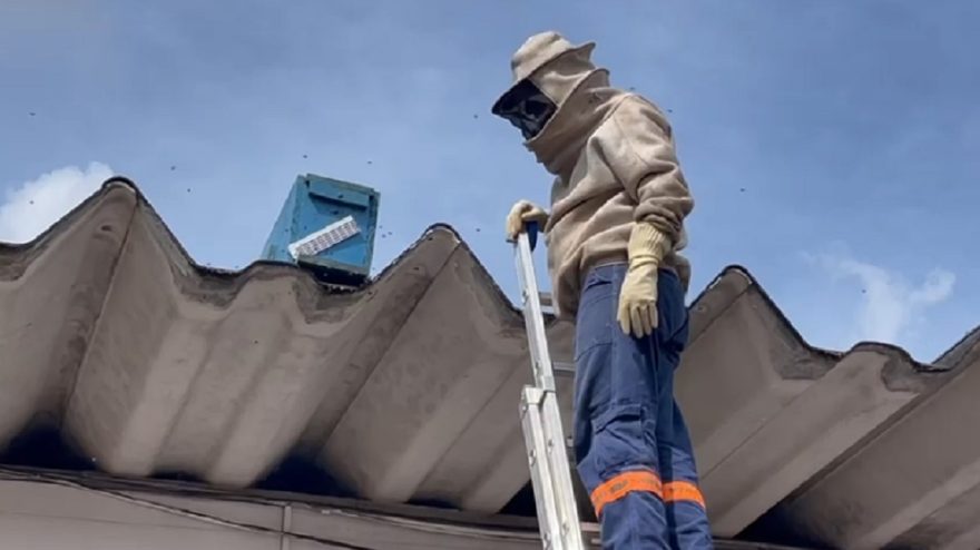 Abelhas são retiradas de empresa no Centro