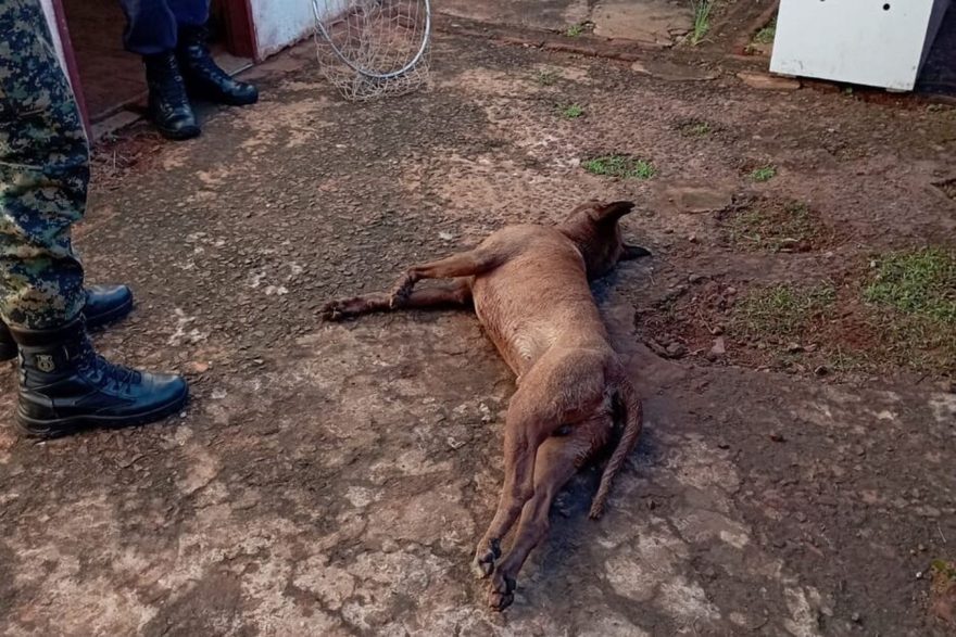 Ataque mortal: Pitbull vizinho salta muro e mata vira-lata de estimação