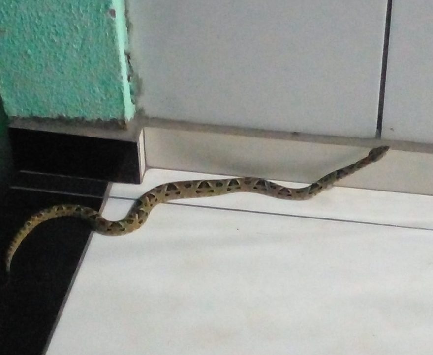 Após cobra ser encontrada em residência no Quebec, moradores solicitam manutenção em matagal