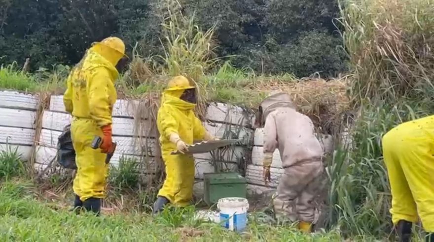 Defesa Civil organiza força-tarefa para remover 7 grandes enxames de abelhas no Autódromo