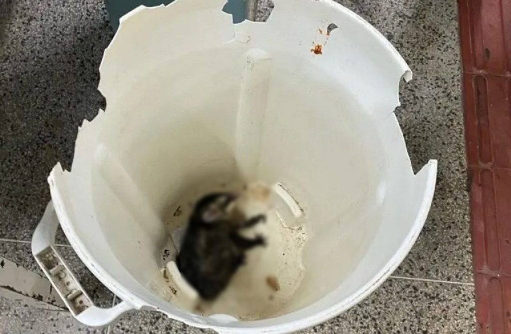 Pai denuncia larva em merenda e gambá na lixeira de colégio no Paraná