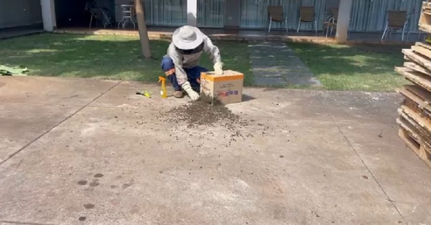 Defesa Civil remove enxame gigante de abelhas em empresa no Guarujá