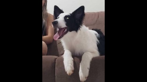 Cachorra desapareceu no bairro Cascavel Velho Imagem referente a Cachorra desapareceu no bairro Cascavel Velho