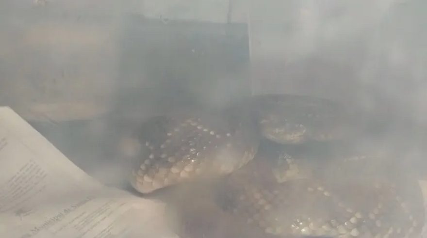 Sogra a solta! Cobra cascavel invade garagem em Apucarana e é capturada por biólogo