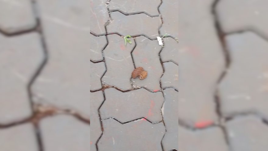 Morador reclama de fezes que saem de esgoto toda vez que chove na rua Rio da Paz