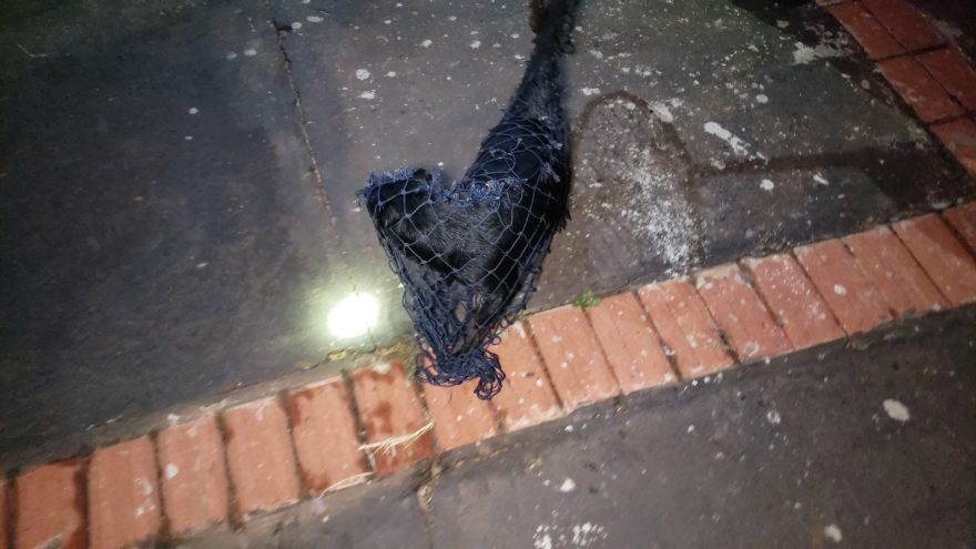 Corpo de Bombeiros é acionado para remover cachorrinho que invadiu residência no Florais do Paraná