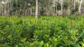 Brasil deve recuperar 25 milhões de hectares de vegetação nativa