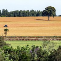 Imagem referente a Com leis e programas, Paraná celebra pioneirismo na difusão da agricultura que cuida do solo