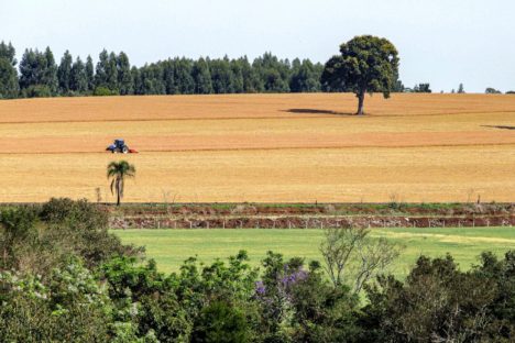 Com leis e programas, Paraná celebra pioneirismo na difusão da agricultura que cuida do solo