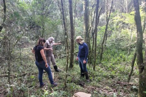 União entre IAT e UFPR viabiliza projeto experimental de recuperação de áreas úmidas
