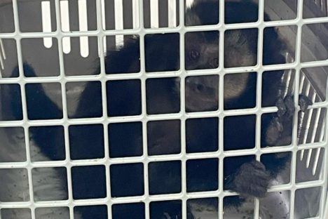 IAT de Pitanga resgata macaco-prego e devolve gambá-de-orelha-branca à natureza