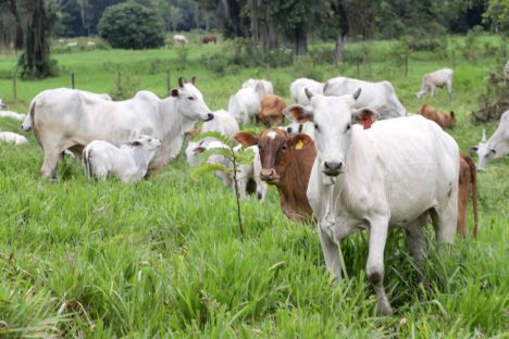 Prazo para atualização obrigatória de rebanhos começa em 1º de maio no Paraná Imagem referente a Prazo para atualização obrigatória de rebanhos começa em 1º de maio no Paraná