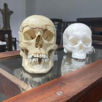 Imagem referente a Réplica em 3D de crânio é a novidade no acervo do Museu de Ciências Forenses