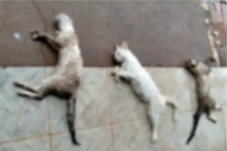 Moradora do São Cristóvão denuncia envenenamento de 3 dos seus 12 gatos Imagem referente a Moradora do São Cristóvão denuncia envenenamento de 3 dos seus 12 gatos