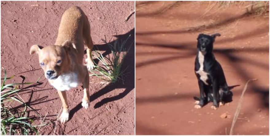 Internauta pede ajuda para resgatar cachorros abandonados na Estrada Chaparral