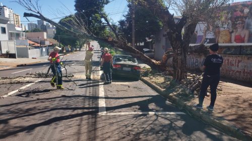 Imagem referente a Tronco de árvore cai em cima de Honda Civic no Centro de Cascavel