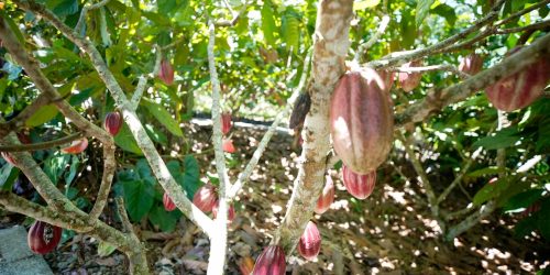 Imagem referente a Produtoras de café e cacau contam como lidam com mudanças climáticas