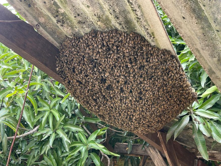 Grande enxame de abelhas é removido pela Defesa Civil