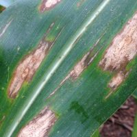 Imagem referente a Pesquisa da Rede Fitossanidade Tropical avalia eficiência de fungicidas na cultura do milho