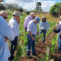 Imagem referente a Rede de Agropesquisa do Paraná inicia projeto para combate à cigarrinha-do-milho