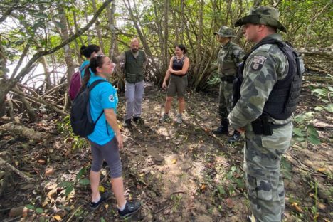 IAT vai promover ações para preservação dos jacarés-de-papo-amarelo na Ilha do Mel