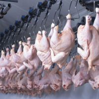 Imagem referente a Mais um frigorífico do Paraná é habilitado para exportar frango halal para a Malásia