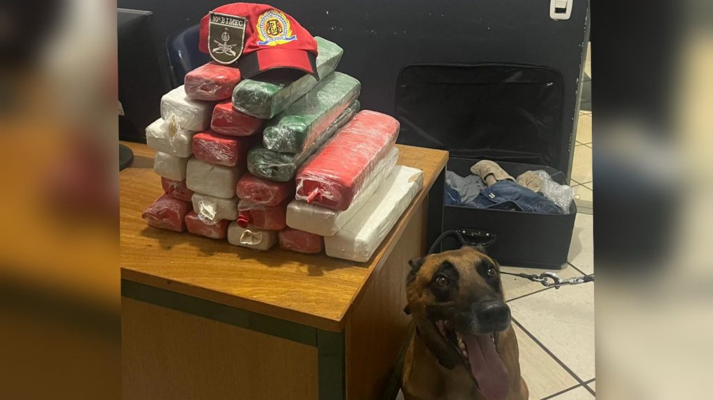 Cão faejador da PRE encontra 20 kg de maconha em ônibus interestadual Cão faejador da PRE encontra 20 kg de maconha em ônibus interestadual