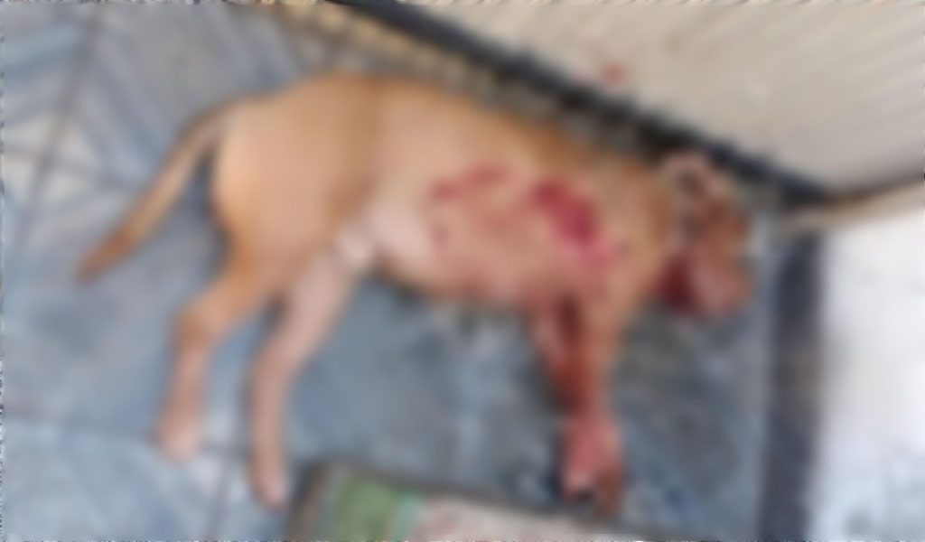 Tutor é preso por matar pitbull após animal atacar cão da vizinha em Foz Tutor é preso por matar pitbull após animal atacar cão da vizinha em Foz