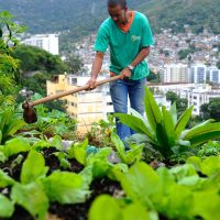 Imagem referente a Produção local pode melhorar alimentação em centros urbanos