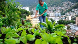 Produção local pode melhorar alimentação em centros urbanos