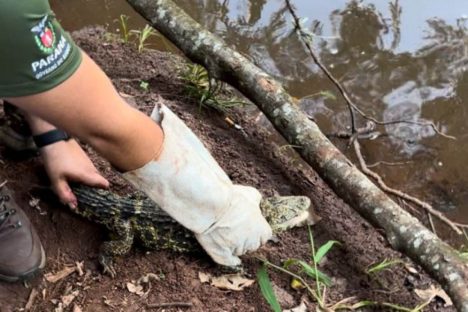 Após resgate em Leópolis, técnicos do IAT devolvem jacaré à natureza