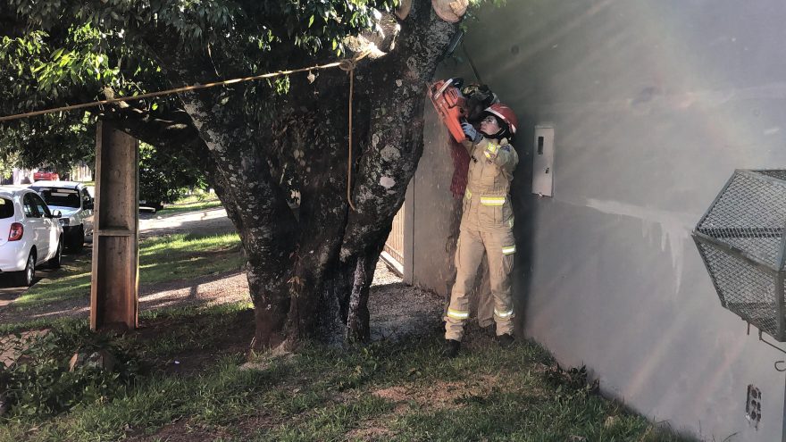 Bombeiros realizam poda de árvore queimada no Parque São Paulo