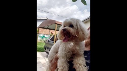Cachorro é encontrado no bairro São Cristóvão Imagem referente a Cachorro é encontrado no bairro São Cristóvão