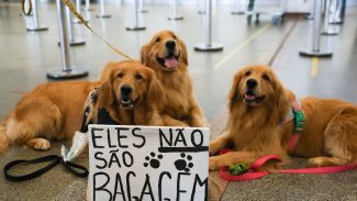 Após morte de Joca, tutores se manifestam no aeroporto de Brasília