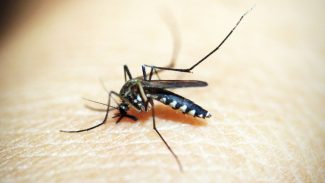 Mortes por dengue somam 105 na cidade de SP e 465 em todo o estado