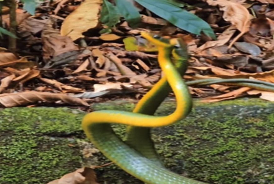 Duelo de sogras: rara disputa de serpentes por acasalamento é capturado em vídeo