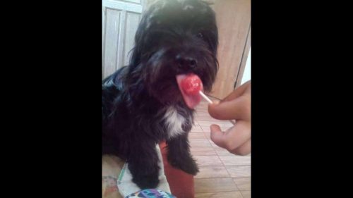 Cachorro Juvenal desapareceu no bairro Brasília Imagem referente a Cachorro Juvenal desapareceu no bairro Brasília
