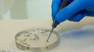 Brasil vai ampliar uso da bactéria wolbachia no combate à dengue