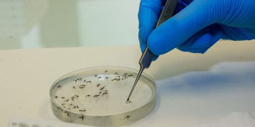 Imagem referente a Brasil vai ampliar uso da bactéria wolbachia no combate à dengue